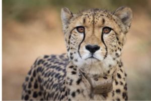 Sasha, the cheetah from Namibia dies in Madhya Pradesh’s Kuno National Park