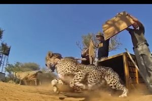 Watch: The joy of freedom as cheetahs, chimps, tigers & birds are released in the wild