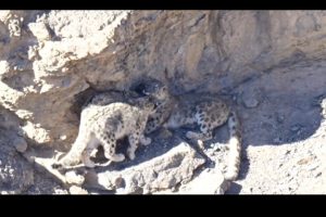 Rare Video: Snow leopard cubs reuniting with their mother in Himachal’s Spiti Valley