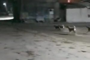 Amazing video: Dogs take on stray Lion in Gujarat