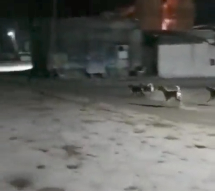 Amazing video: Dogs take on stray Lion in Gujarat