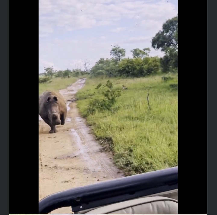 Watch: Angry rhino charges at safari jeep, narrow escape for tourists