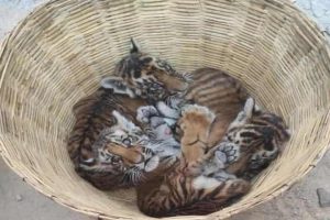 Andhra forest officials launch massive effort to reunite 4 tiger cubs with mother