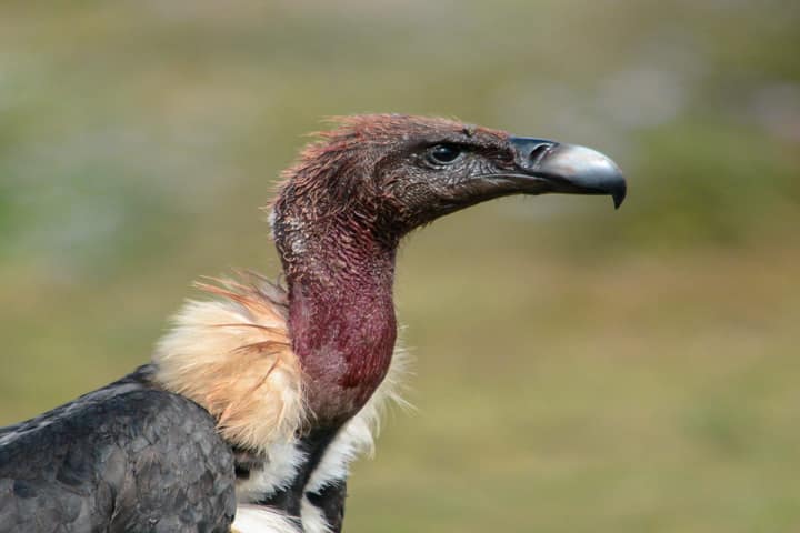 Only 246 vultures spotted in first-ever joint census in three Southern States