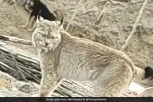Watch: Rare animal from big cat species spotted in Ladakh