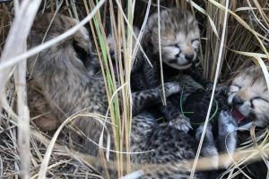 Cheetah from Namibia gives birth to 4 cubs in India’s Kuno Park