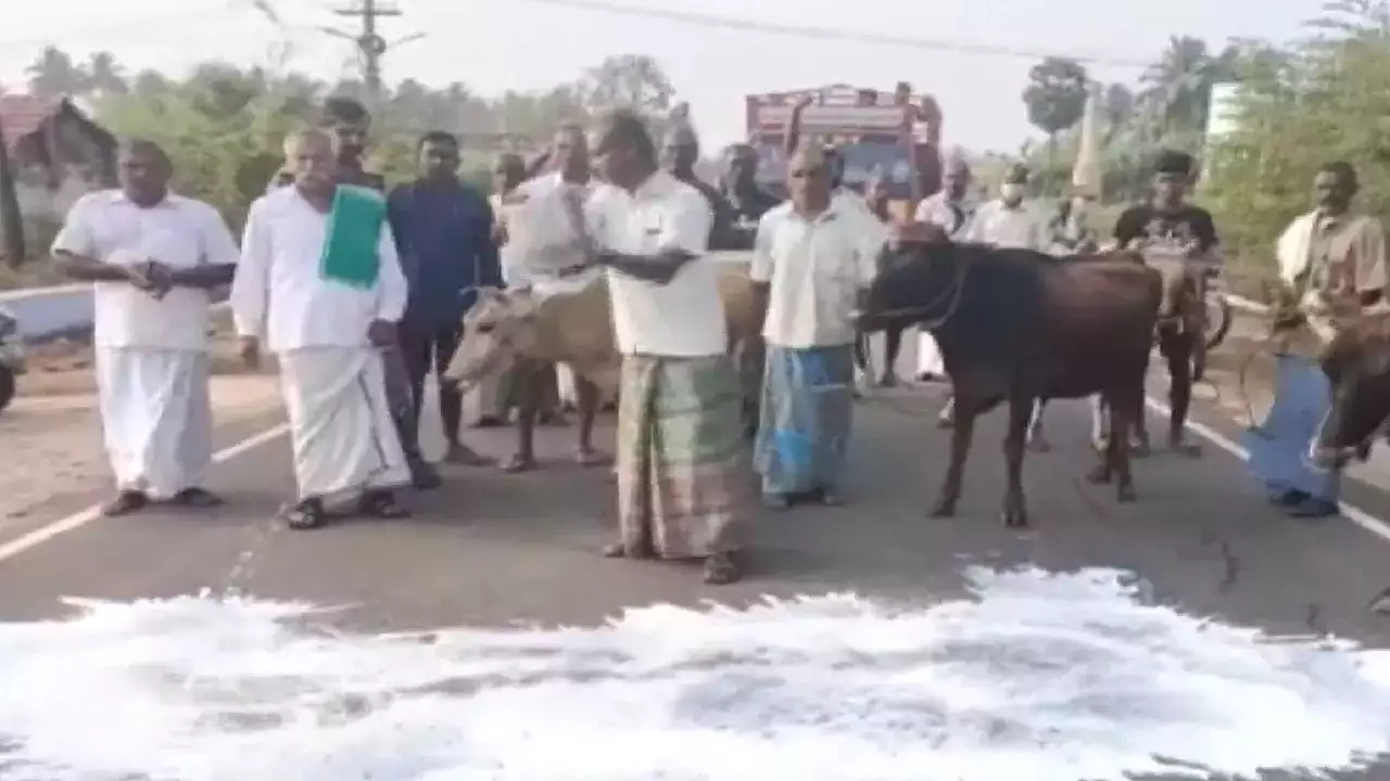 Watch: Tamil Nadu dairy farmers spill milk on the road to protest against low prices
