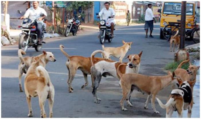 Stray dogs maul two small boys to death in Delhi
