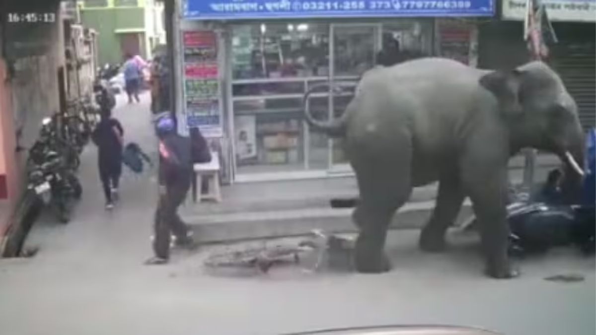 Video: Angry elephant charges through market, scared people run for cover