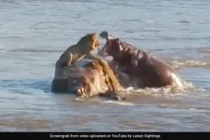 Rare video: Hippo vs Lion in turf war and the winner is….