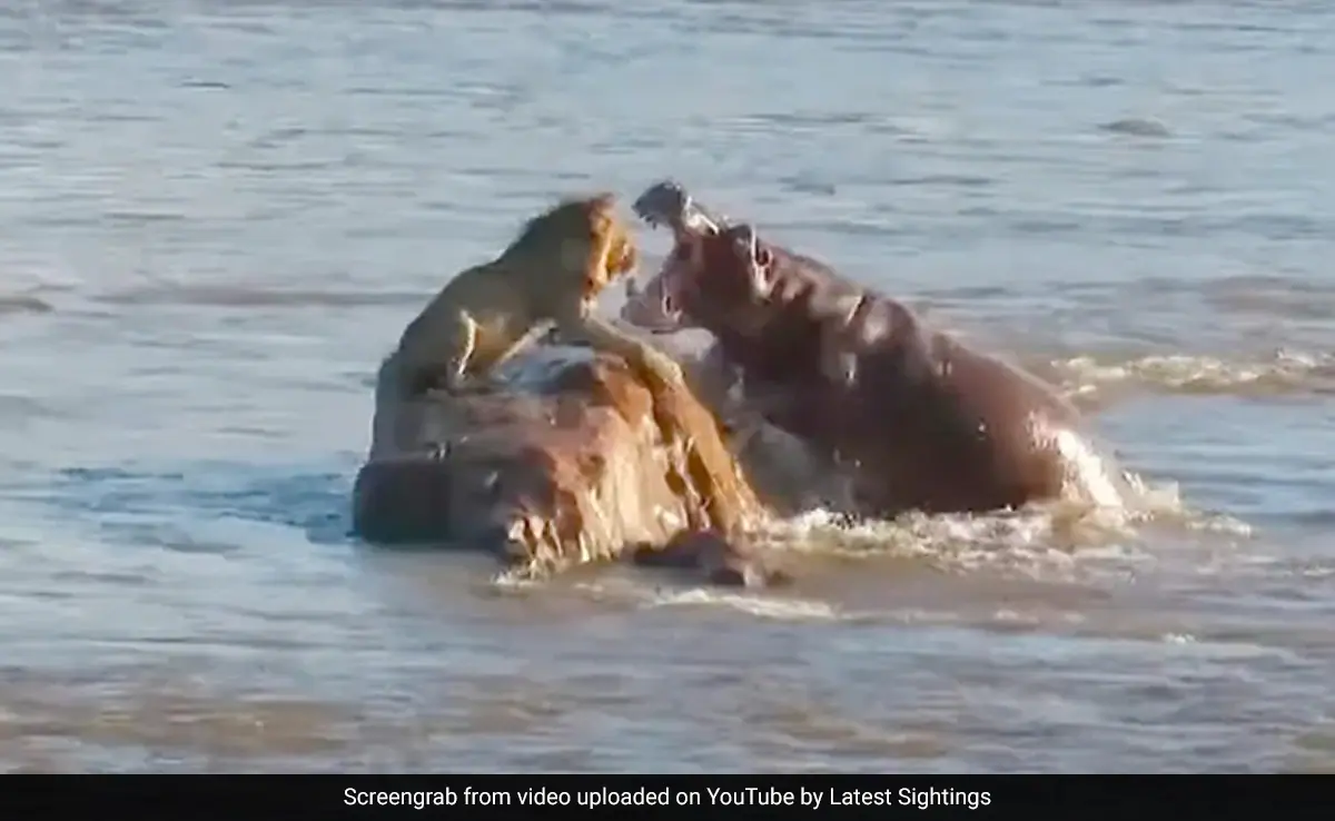 Rare video: Hippo vs Lion in turf war and the winner is….