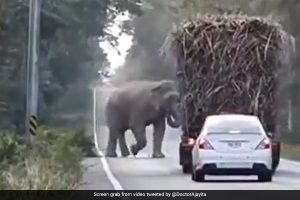 Watch: Wild elephant stops trucks on highway and takes its share of sugarcane