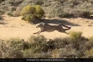 Captured on camera: Cheetah moves at lightning speed to hunt down prey