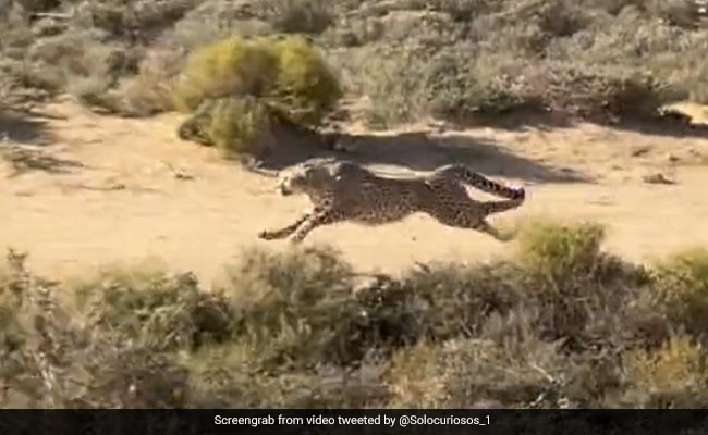 Captured on camera: Cheetah moves at lightning speed to hunt down prey