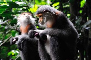 Sri Lanka confirms China’s request for importing 100,000 endangered monkeys