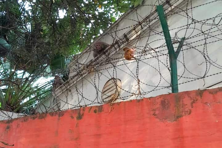 Passersby rescue baby monkey stuck in barbed wire