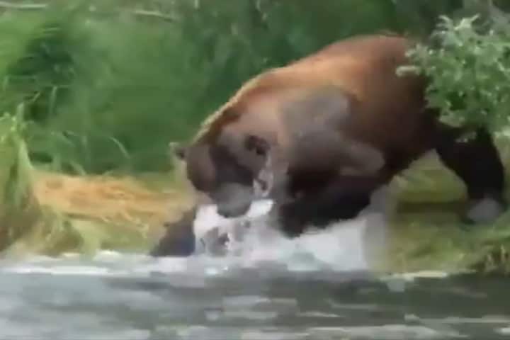 Caught on Camera: Bear makes fishing look very easy!