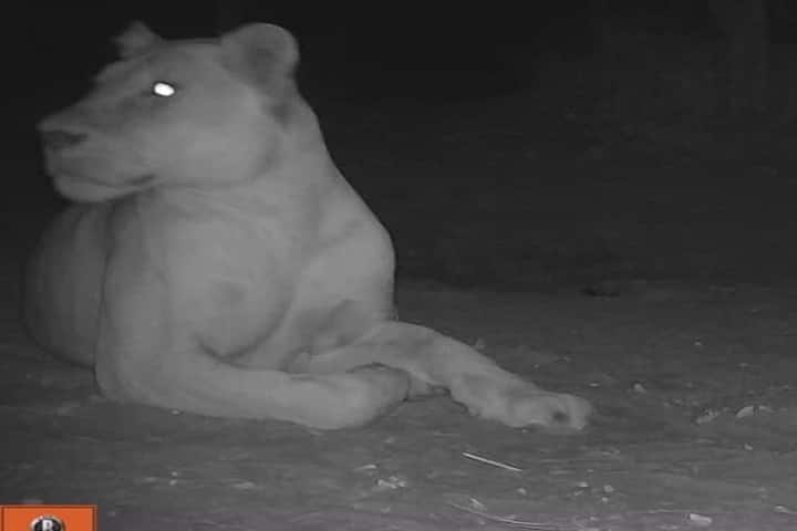 Africa’s Chad sees return of extinct lion!