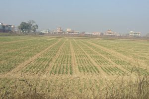 Should India make an exception and export wheat to Nepal?