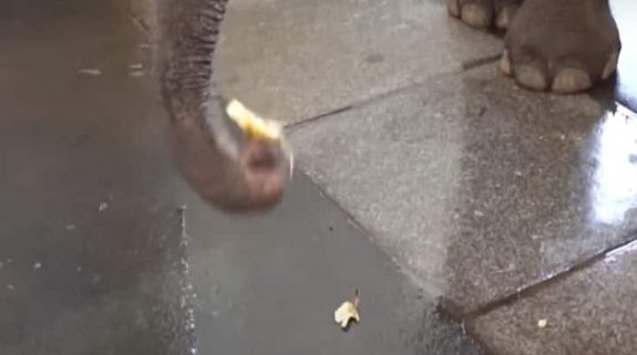 Elephant peels bananas, stunned scientists start study 