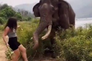 Watch: Woman teases elephant with a bunch of bananas and then….