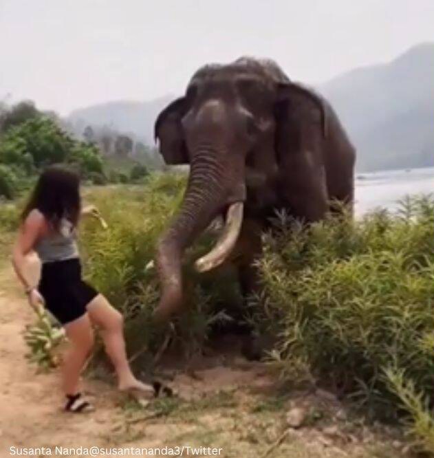 Watch: Woman teases elephant with a bunch of bananas and then….