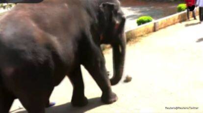 Watch: Elephant playing football with children outside Mangaluru temple