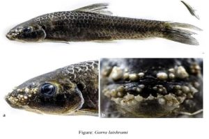 Scientists discover new freshwater fish species in Odisha’s Kolab river