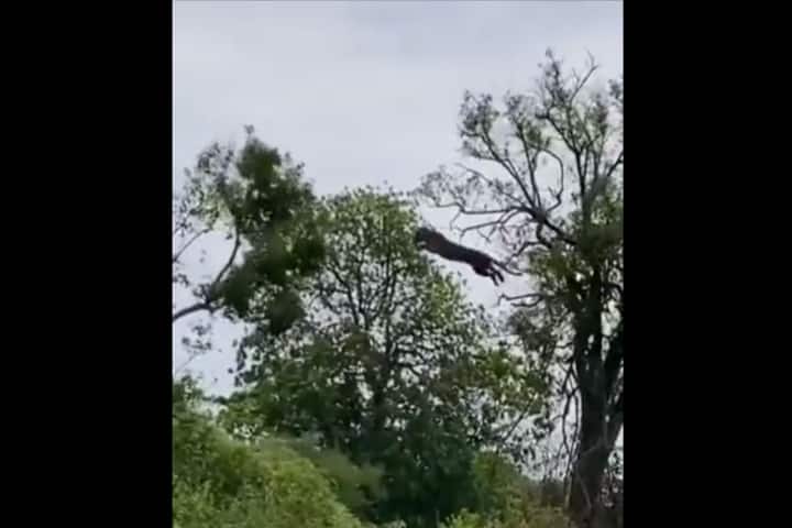 Watch: Leopard leaps to kill prey