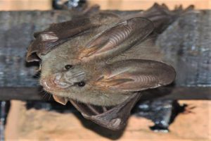 Why bats hunt more female insects than male