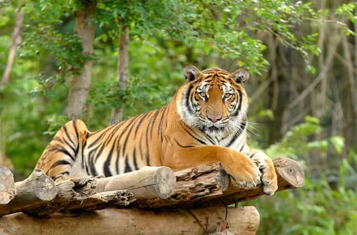Andhra Pradesh celebrates as tiger count goes up to 67 in Nagarjuna Sagar reserve