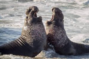 Seals skip sleep at sea to escape shark attacks