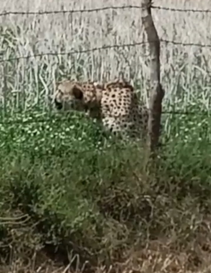 Watch: Cheetah escapes from Kuno Park and lurks on outskirts of village