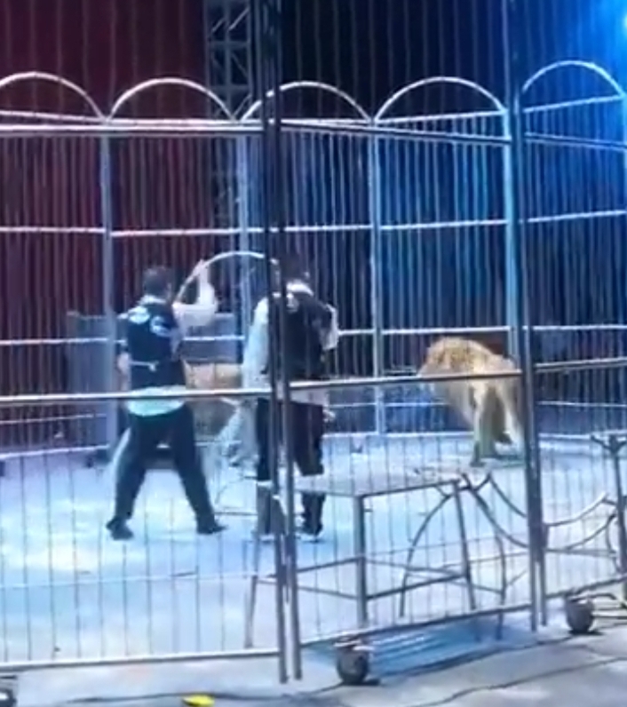 Video: Lions break out of enclosure during live circus performance, terrified spectators run for cover