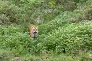 Jeep driver arrested for provoking tiger and putting tourists lives in danger  at Uttarakhand’s Corbett Park
