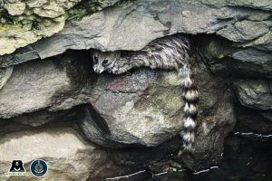 Pune villagers save Civet cat from drowning in 45-foot-deep well