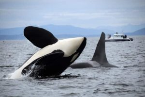 Scientists finally pinpoint reason for drop in count of killer whales