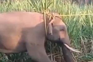 Destructive tusker finally caught in Tamil Nadu