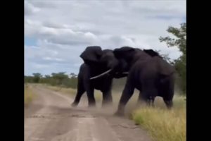 Stunning Video: Face-off between two giant ferocious elephants in Kruger National Park