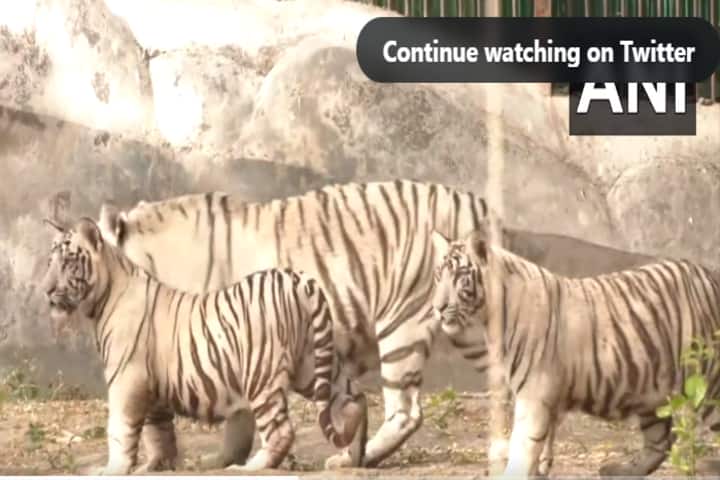 Watch: Two new white tiger cubs in Delhi Zoo