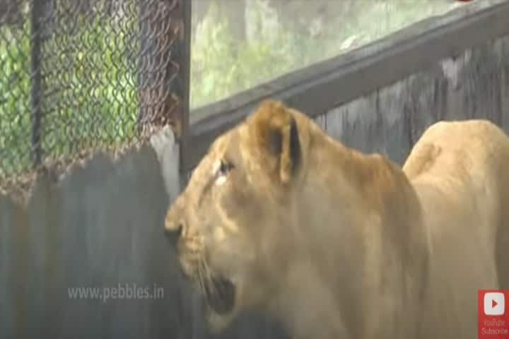 Chennai’s Vandalur Zoo to start post-Covid revival with popular lion safari
