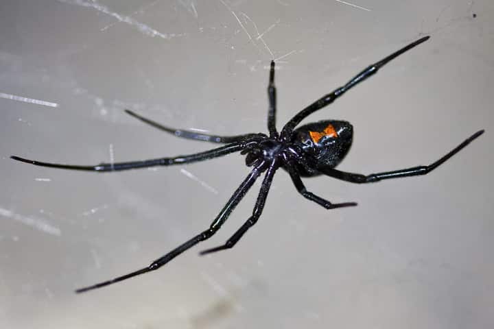 Hunters become hunted as brown widow spiders turn tables on deadly black cousins 
