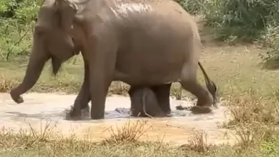 Rare video: Ferocious crocodile attacks baby elephant and then…