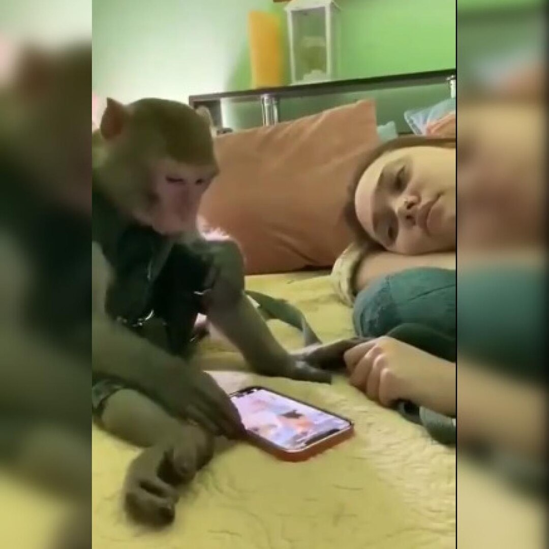 Watch: Monkey scrolling through smartphone human-style