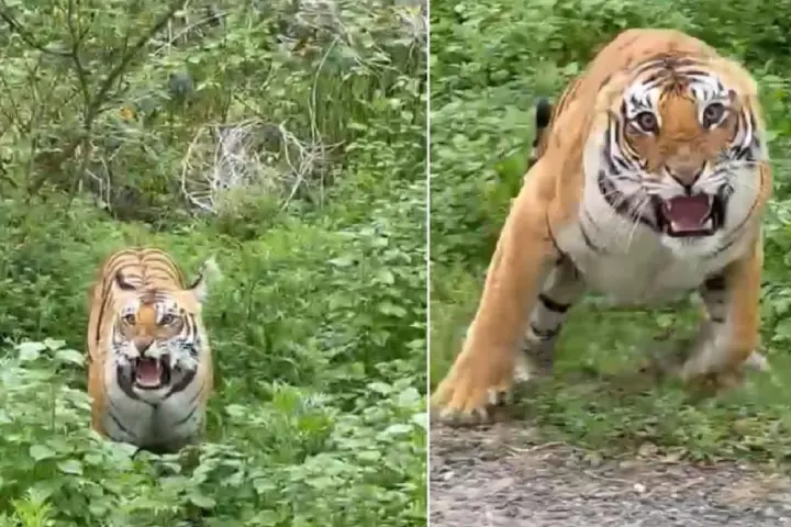 Tourists have narrow escape as jeep moves too close to tiger in Uttarakhand’s Corbett Park