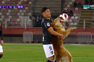 Watch: Dog charges in and grabs football from player as match is in full swing