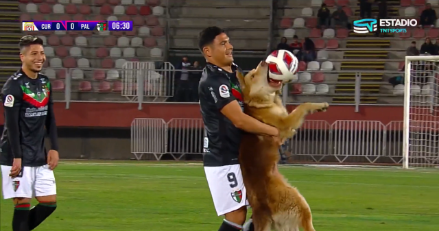 Watch: Dog charges in and grabs football from player as match is in full swing