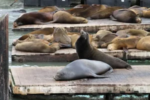 Sea lions defy nature’s law to gain size despite surging numbers, scientists stunned