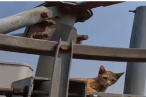 Watch: Rescuers risk climbing a mobile tower to save cat from birds