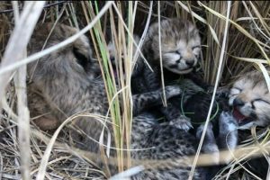 South African experts say India is handling cheetahs well after visit to Kuno